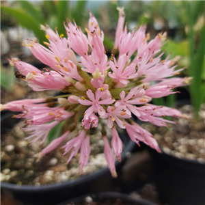 Haemanthus Humilis